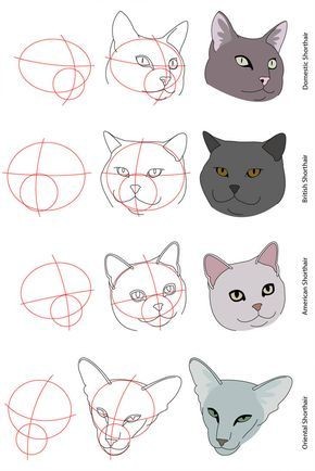 8 secrets pour apprendre à dessiner des chats une pro 26