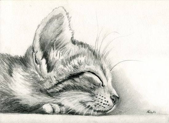 8 secrets pour apprendre à dessiner des chats une pro 9