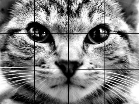 8 secrets pour apprendre à dessiner des chats une pro 38 8 secrets pour apprendre à dessiner des chats une pro 38