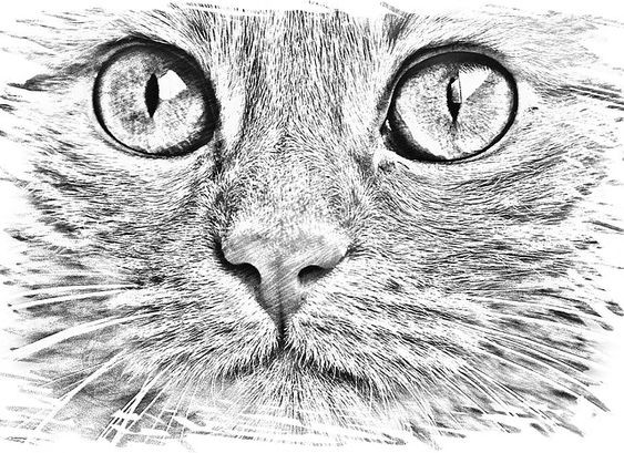 8 secrets pour apprendre à dessiner des chats une pro 39