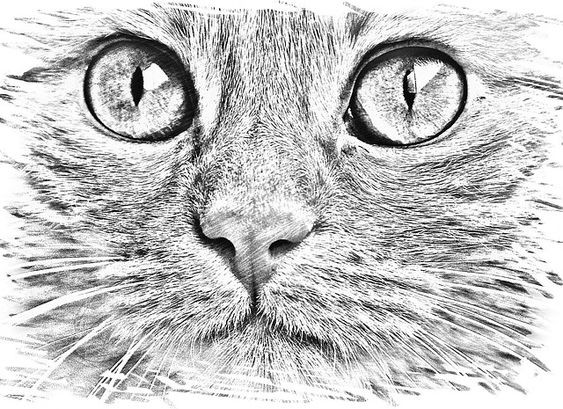 8 secrets pour apprendre à dessiner des chats une pro 39 8 secrets pour apprendre à dessiner des chats une pro 39