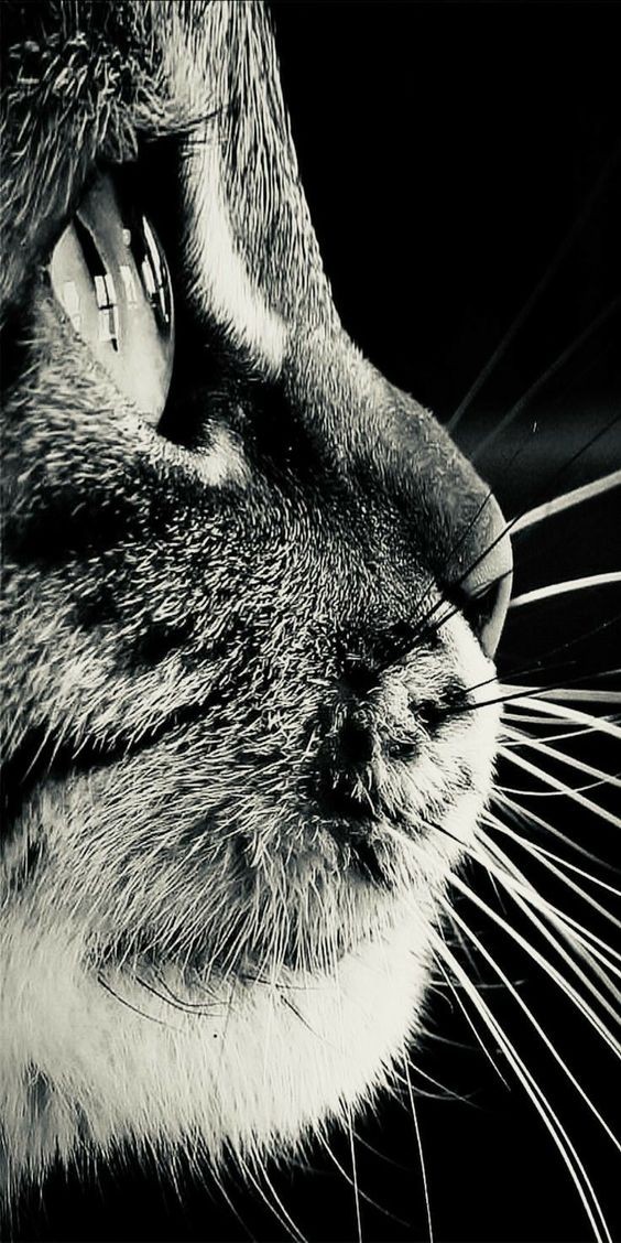 8 secrets pour apprendre à dessiner des chats une pro 41 8 secrets pour apprendre à dessiner des chats une pro 41