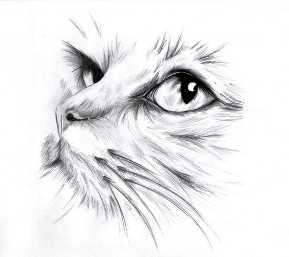 8 secrets pour apprendre à dessiner des chats une pro 42 8 secrets pour apprendre à dessiner des chats une pro 42