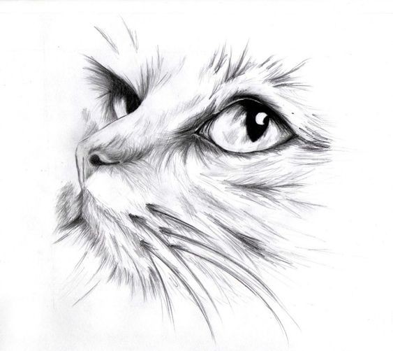 8 secrets pour apprendre à dessiner des chats une pro 42