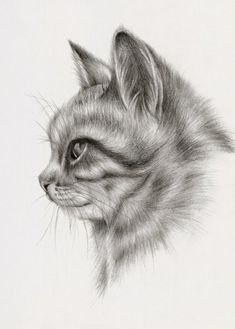 8 secrets pour apprendre à dessiner des chats une pro 45