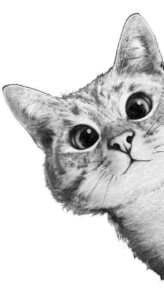 8 secrets pour apprendre à dessiner des chats une pro 46