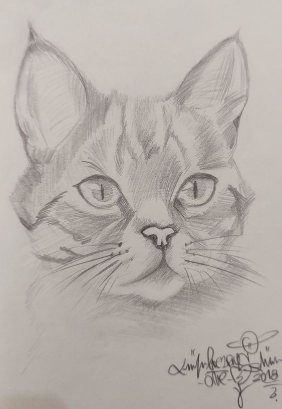 8 secrets pour apprendre à dessiner des chats une pro 10