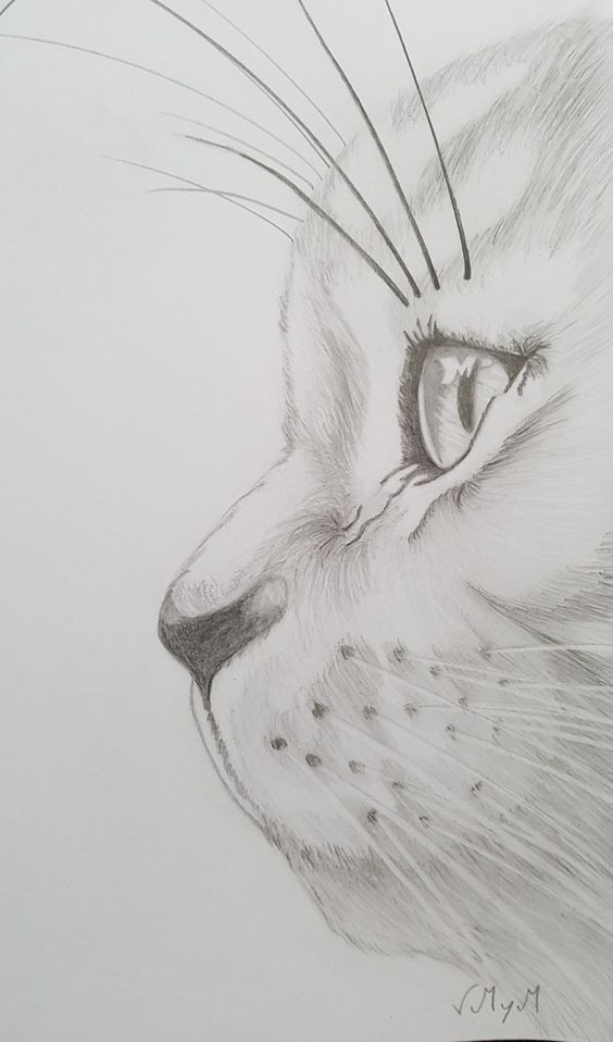8 secrets pour apprendre à dessiner des chats une pro 47 8 secrets pour apprendre à dessiner des chats une pro 47