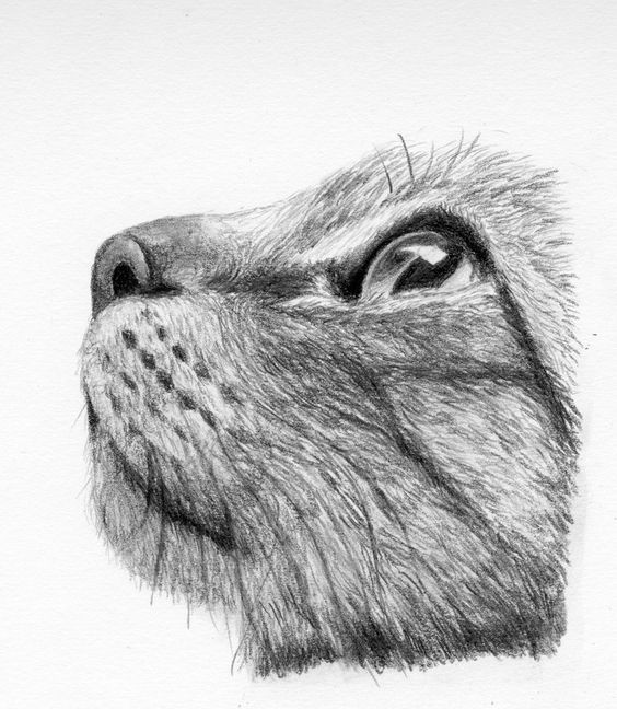 8 secrets pour apprendre à dessiner des chats une pro 48 8 secrets pour apprendre à dessiner des chats une pro 48