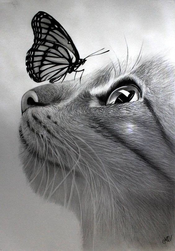 8 secrets pour apprendre à dessiner des chats une pro 50 8 secrets pour apprendre à dessiner des chats une pro 50