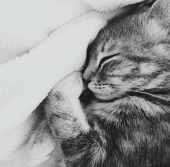 8 secrets pour apprendre à dessiner des chats une pro 51 8 secrets pour apprendre à dessiner des chats une pro 51