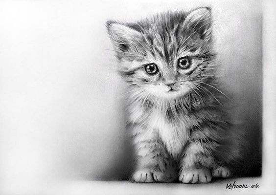 8 secrets pour apprendre à dessiner des chats une pro 53