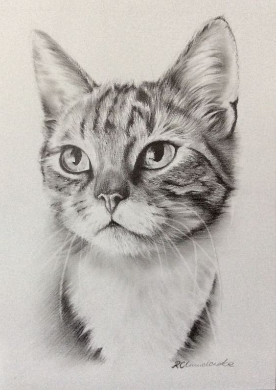 8 secrets pour apprendre à dessiner des chats une pro 54 8 secrets pour apprendre à dessiner des chats une pro 54