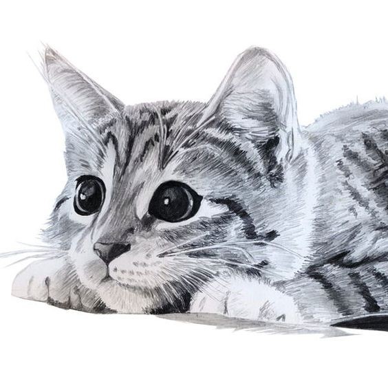 8 secrets pour apprendre à dessiner des chats une pro 55 8 secrets pour apprendre à dessiner des chats une pro 55