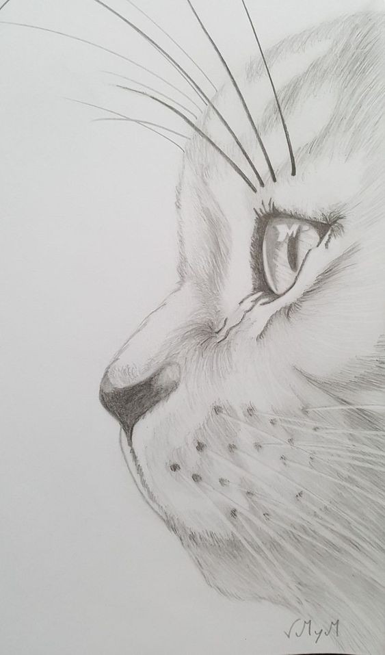 8 secrets pour apprendre à dessiner des chats une pro 11 8 secrets pour apprendre à dessiner des chats une pro 11