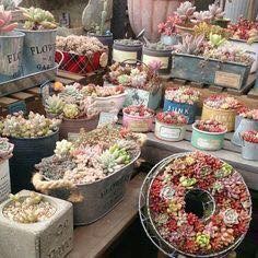 39 idées pour bien mettre en scène les succulentes 7 39 idées pour bien mettre en scène les succulentes 7