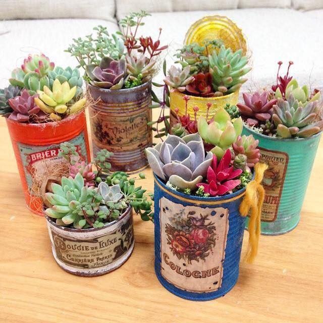 39 idées pour bien mettre en scène les succulentes 15