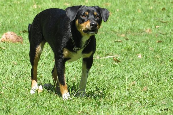 Pourquoi certains chiens aboient-ils sur certaines personnes et pas sur d'autres ? 2