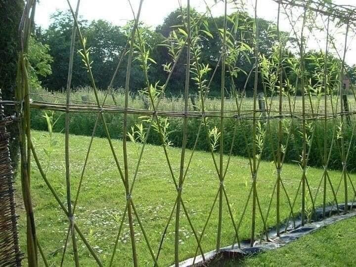 14 idées de clôtures naturelles 11