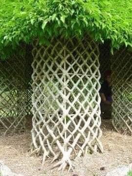 14 idées de clôtures naturelles 14