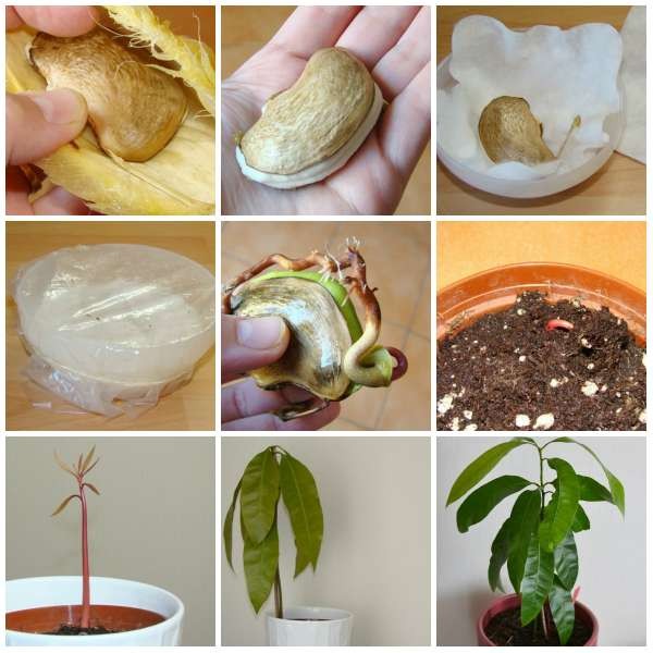 9 Astuces pour faire pousser une mangue en intérieur 1