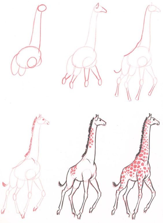 50 idées de dessins d'animaux faciles à faire 5