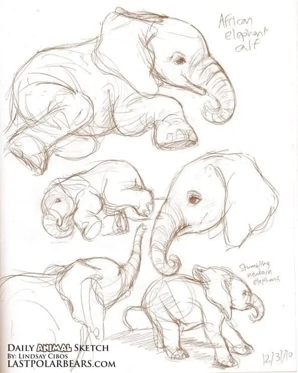 50 idées de dessins d'animaux faciles à faire 23 50 idées de dessins d'animaux faciles à faire 23