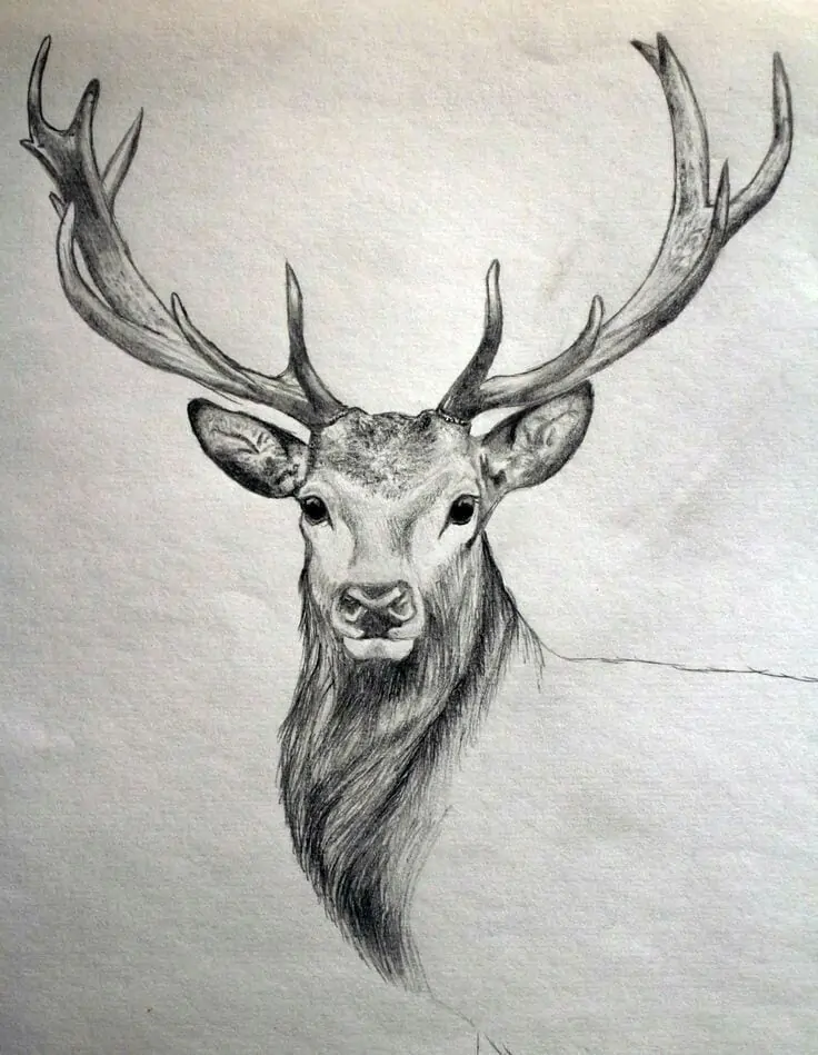 50 idées de dessins d'animaux faciles à faire 24 50 idées de dessins d'animaux faciles à faire 24