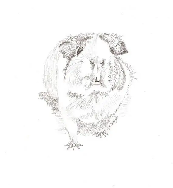 50 idées de dessins d'animaux faciles à faire 36 50 idées de dessins d'animaux faciles à faire 36