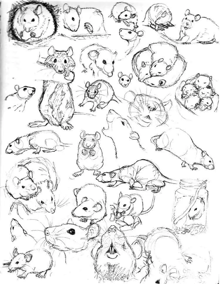 50 idées de dessins d'animaux faciles à faire 46