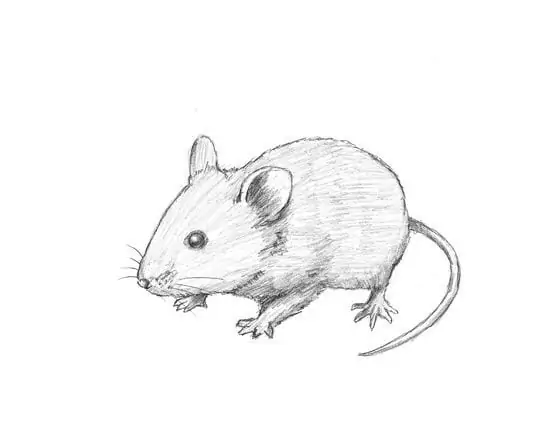 50 idées de dessins d'animaux faciles à faire 47 50 idées de dessins d'animaux faciles à faire 47