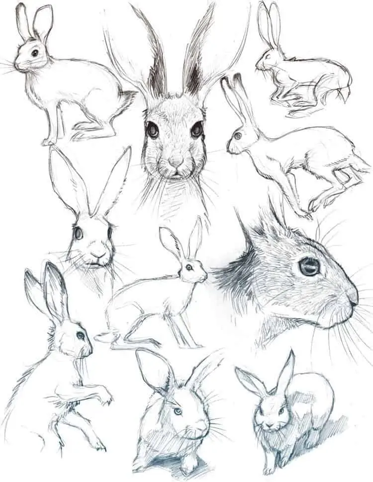 50 idées de dessins d'animaux faciles à faire 48 50 idées de dessins d'animaux faciles à faire 48