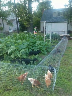 14 idées pour avoir des poules dans son jardin 1