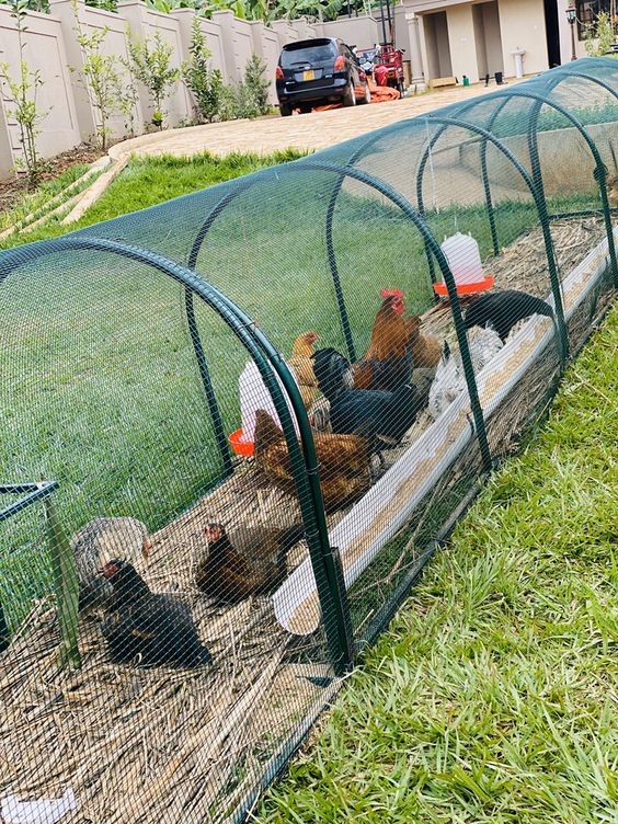 14 idées pour avoir des poules dans son jardin 2