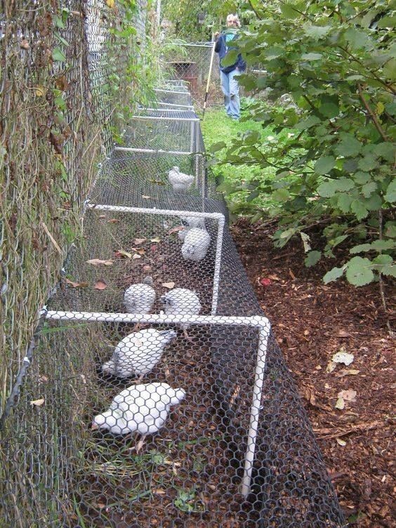 14 idées pour avoir des poules dans son jardin 3