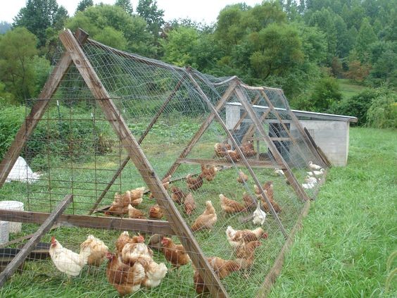 14 idées pour avoir des poules dans son jardin 4
