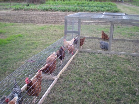 14 idées pour avoir des poules dans son jardin 5