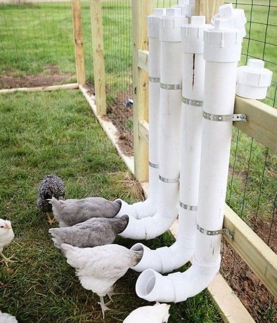 14 idées pour avoir des poules dans son jardin 10