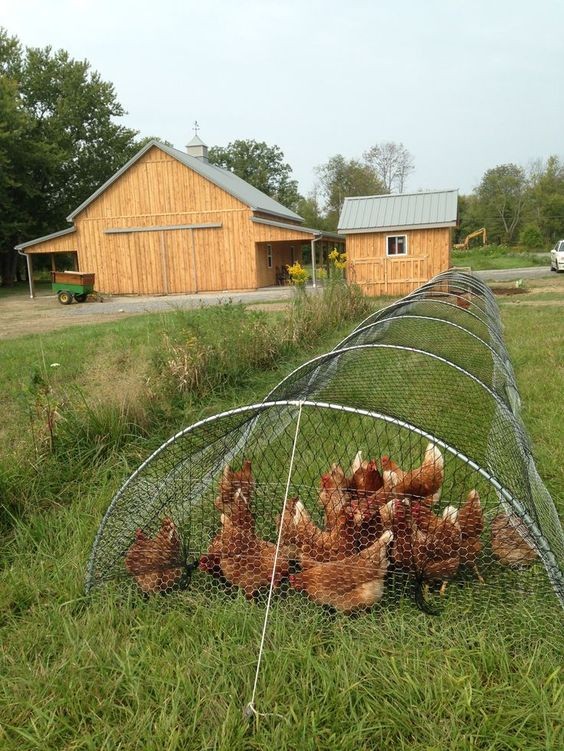 14 idées pour avoir des poules dans son jardin 12