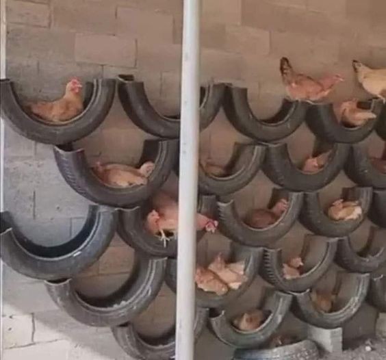 14 idées pour avoir des poules dans son jardin 13