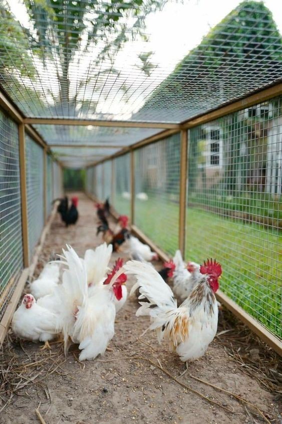 14 idées pour avoir des poules dans son jardin 14