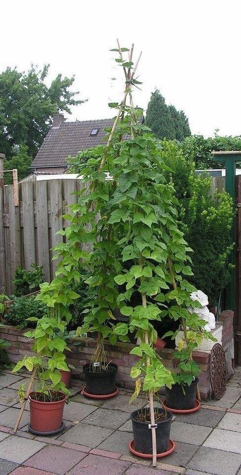 21 idées géniales pour le jardin 6