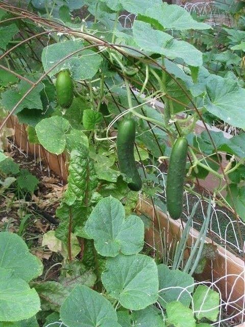 21 idées géniales pour le jardin 18