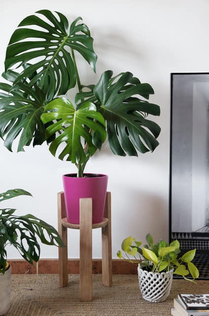 25 belles idées pour les petites plantes en pot 1 25 belles idées pour les petites plantes en pot 1