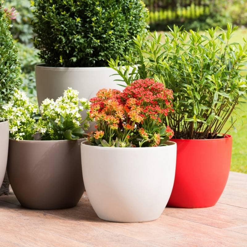 25 belles idées pour les petites plantes en pot 5