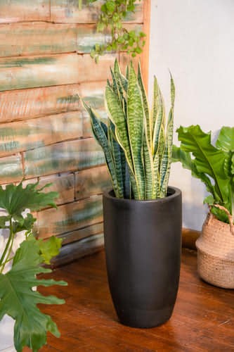 25 belles idées pour les petites plantes en pot 6 25 belles idées pour les petites plantes en pot 6