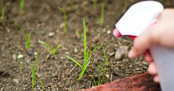 10 Techniques écologiques pour lutter contre les mauvaises herbes 3 10 Techniques écologiques pour lutter contre les mauvaises herbes 3