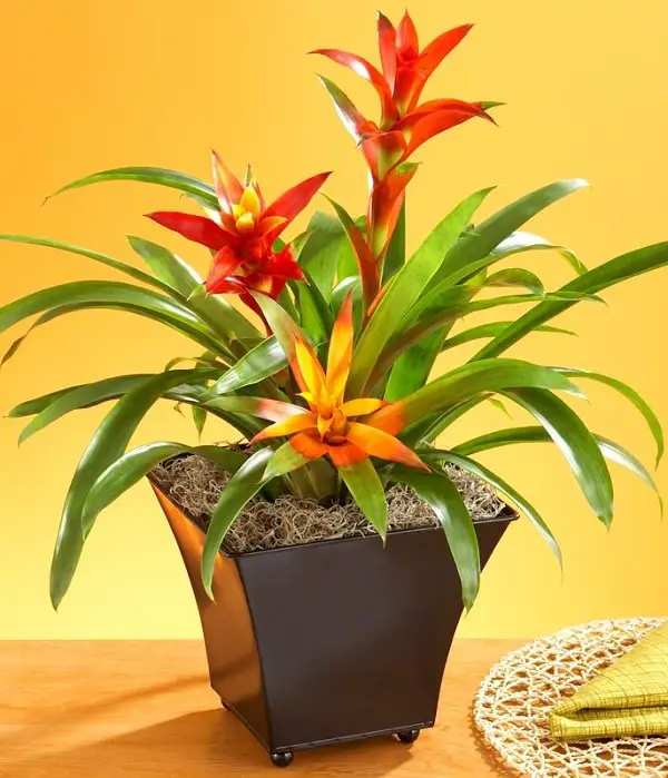 25 idées de plantes qui peuvent pousser sans lumière 2 25 idées de plantes qui peuvent pousser sans lumière 2