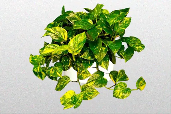 25 idées de plantes qui peuvent pousser sans lumière 11 25 idées de plantes qui peuvent pousser sans lumière 11