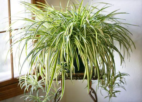 25 idées de plantes qui peuvent pousser sans lumière 13 25 idées de plantes qui peuvent pousser sans lumière 13